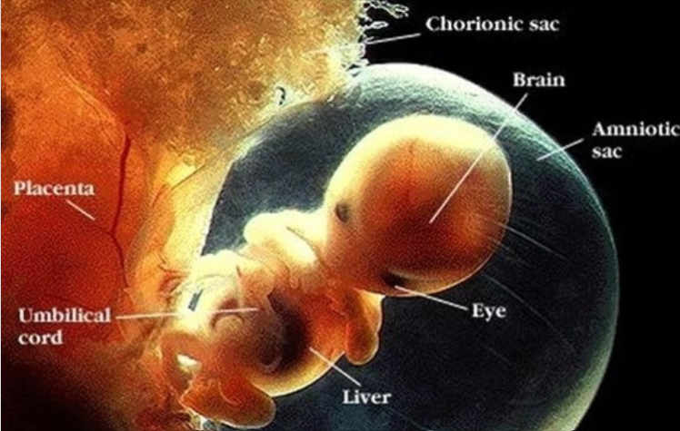 Baby-in-the-womb  Women and Abortion, what the “Pro-Choice” crowd does not want you to know. Baby in the womb